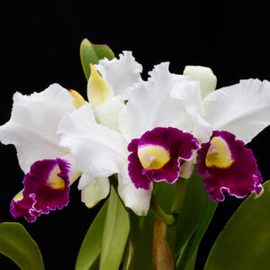 Orchids and Flowers